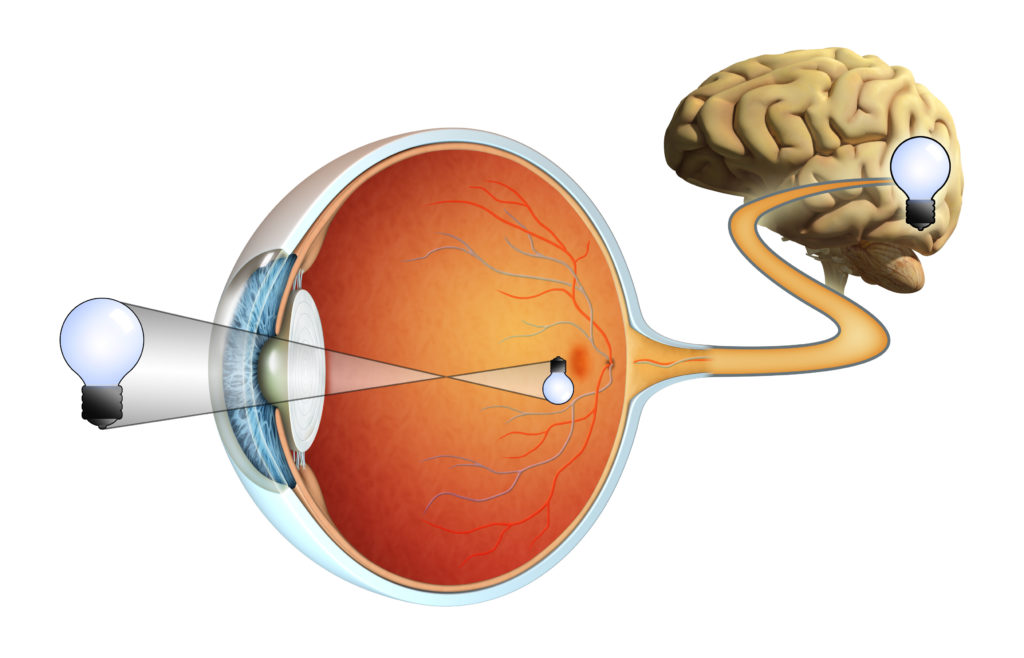 Retina - Retina Specialists - Louisiana Eye & Laser