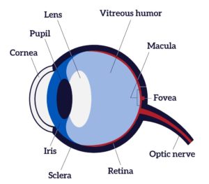 diagram of the eye