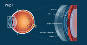 pupil diagram